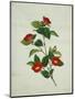 Painting- Japanese Camellia , 19th Century-null-Mounted Giclee Print