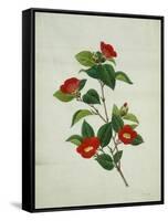 Painting- Japanese Camellia , 19th Century-null-Framed Stretched Canvas