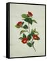 Painting- Japanese Camellia , 19th Century-null-Framed Stretched Canvas