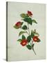 Painting- Japanese Camellia , 19th Century-null-Stretched Canvas