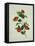 Painting- Japanese Camellia , 19th Century-null-Framed Stretched Canvas