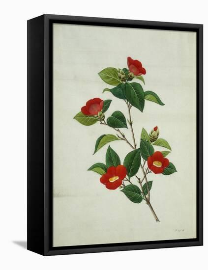 Painting- Japanese Camellia , 19th Century-null-Framed Stretched Canvas