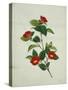 Painting- Japanese Camellia , 19th Century-null-Stretched Canvas