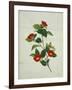 Painting- Japanese Camellia , 19th Century-null-Framed Giclee Print