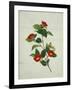 Painting- Japanese Camellia , 19th Century-null-Framed Giclee Print