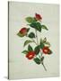 Painting- Japanese Camellia , 19th Century-null-Stretched Canvas