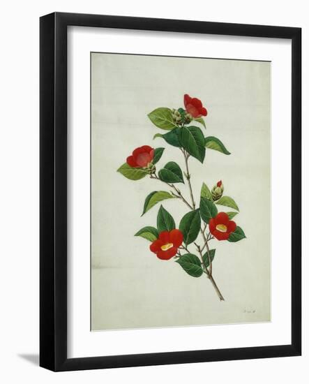 Painting- Japanese Camellia , 19th Century-null-Framed Giclee Print