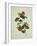 Painting- Japanese Camellia , 19th Century-null-Framed Giclee Print