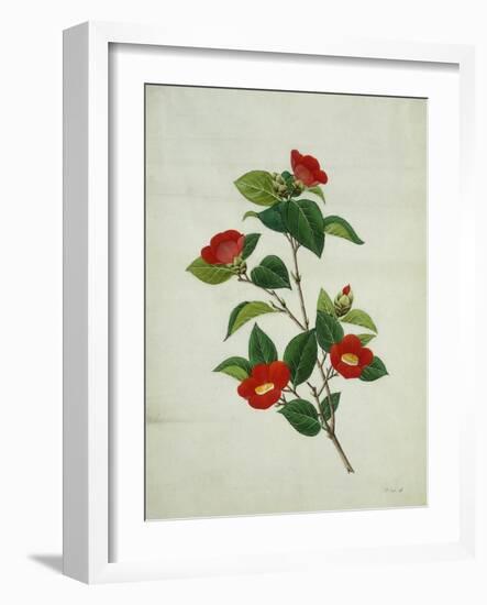 Painting- Japanese Camellia , 19th Century-null-Framed Giclee Print