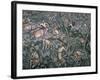 Painting, Neka Museum, Ubud, Island of Bali, Indonesia, Southeast Asia-Bruno Barbier-Framed Photographic Print