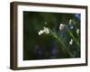 Painting rendition of wildflowers in spring-Sheila Haddad-Framed Photographic Print