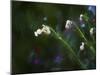 Painting rendition of wildflowers in spring-Sheila Haddad-Mounted Photographic Print