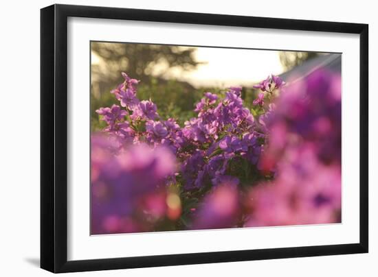 Painting With Pink-Incredi-Framed Giclee Print