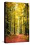 Paintography Wood-Philippe Sainte-Laudy-Stretched Canvas