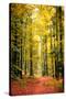 Paintography Wood-Philippe Sainte-Laudy-Stretched Canvas