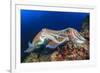 Pair Cuttlefish Mating-Rich Carey-Framed Photographic Print