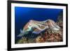 Pair Cuttlefish Mating-Rich Carey-Framed Photographic Print