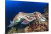 Pair Cuttlefish Mating-Rich Carey-Mounted Photographic Print