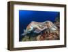 Pair Cuttlefish Mating-Rich Carey-Framed Photographic Print