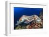 Pair Cuttlefish Mating-Rich Carey-Framed Photographic Print