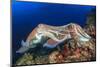 Pair Cuttlefish Mating-Rich Carey-Mounted Photographic Print