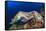 Pair Cuttlefish Mating-Rich Carey-Framed Stretched Canvas