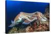 Pair Cuttlefish Mating-Rich Carey-Stretched Canvas