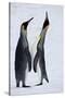 Pair King Penguins on Fresh Snows, South Georgia Island-Darrell Gulin-Stretched Canvas