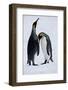 Pair King Penguins on Fresh Snows, South Georgia Island-Darrell Gulin-Framed Photographic Print