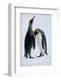 Pair King Penguins on Fresh Snows, South Georgia Island-Darrell Gulin-Framed Photographic Print