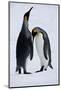 Pair King Penguins on Fresh Snows, South Georgia Island-Darrell Gulin-Mounted Photographic Print