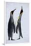 Pair King Penguins on Fresh Snows, South Georgia Island-Darrell Gulin-Framed Photographic Print