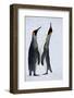 Pair King Penguins on Fresh Snows, South Georgia Island-Darrell Gulin-Framed Photographic Print