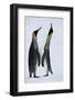 Pair King Penguins on Fresh Snows, South Georgia Island-Darrell Gulin-Framed Photographic Print