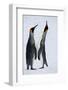 Pair King Penguins on Fresh Snows, South Georgia Island-Darrell Gulin-Framed Photographic Print