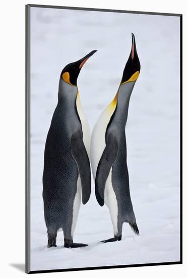 Pair King Penguins on Fresh Snows, South Georgia Island-Darrell Gulin-Mounted Photographic Print