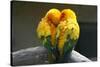 Pair Lovebirds-Julia Kuznetsova-Stretched Canvas