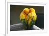 Pair Lovebirds-Julia Kuznetsova-Framed Photographic Print