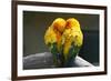 Pair Lovebirds-Julia Kuznetsova-Framed Photographic Print