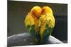 Pair Lovebirds-Julia Kuznetsova-Mounted Photographic Print