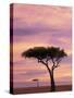 Pair of Accasia Trees at dawn, Masai Mara, Kenya-Adam Jones-Stretched Canvas