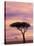 Pair of Accasia Trees at dawn, Masai Mara, Kenya-Adam Jones-Stretched Canvas