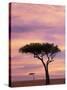 Pair of Accasia Trees at dawn, Masai Mara, Kenya-Adam Jones-Stretched Canvas