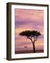 Pair of Accasia Trees at dawn, Masai Mara, Kenya-Adam Jones-Framed Photographic Print