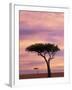 Pair of Accasia Trees at dawn, Masai Mara, Kenya-Adam Jones-Framed Photographic Print