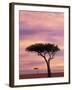 Pair of Accasia Trees at dawn, Masai Mara, Kenya-Adam Jones-Framed Photographic Print