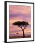 Pair of Accasia Trees at dawn, Masai Mara, Kenya-Adam Jones-Framed Photographic Print