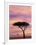 Pair of Accasia Trees at dawn, Masai Mara, Kenya-Adam Jones-Framed Photographic Print