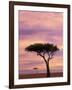 Pair of Accasia Trees at dawn, Masai Mara, Kenya-Adam Jones-Framed Photographic Print