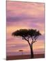 Pair of Accasia Trees at dawn, Masai Mara, Kenya-Adam Jones-Mounted Photographic Print